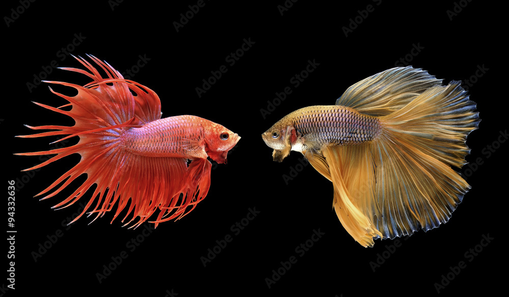 Obraz premium betta fish, siamese fighting fish isolated on black