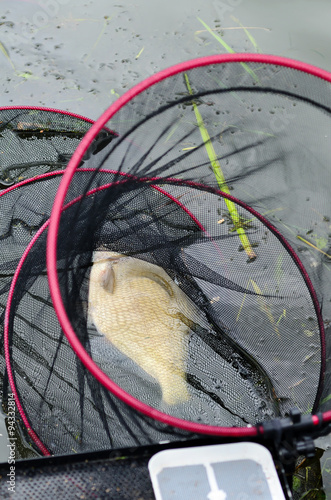 Big fish in net