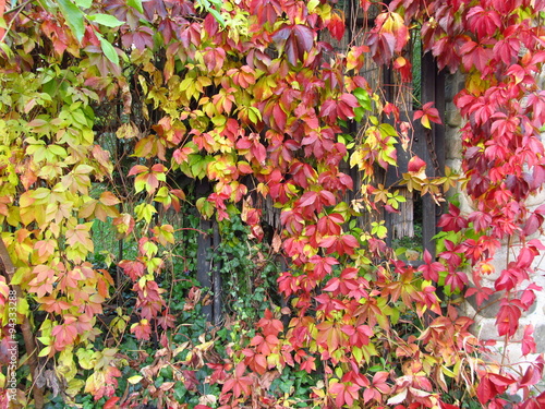 a lot of leaves of woodbine in red, yellow and green colors in autumn growing on the fence