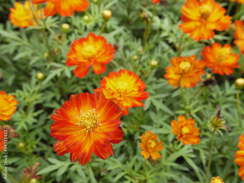 closeup orange cosmos flower