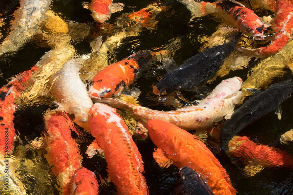 Fancy Carp Fish Fancy Carp Fish