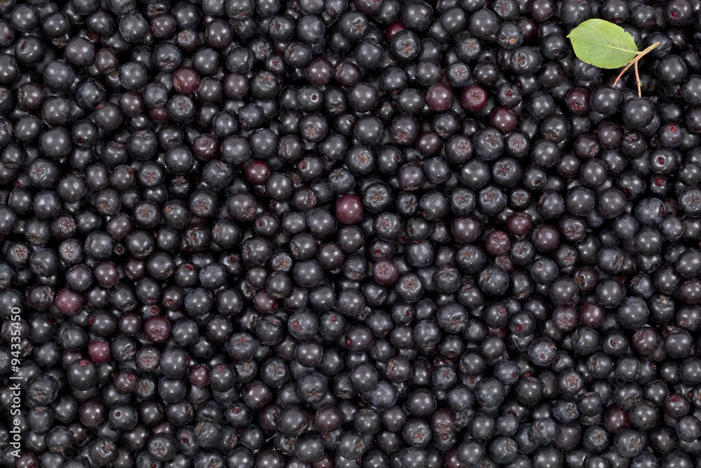 black aronia black aronia