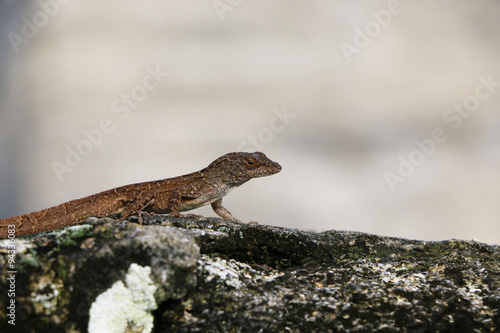 Lizard © naturelovephotos