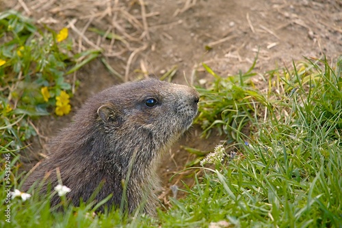 Marmot in it's hole