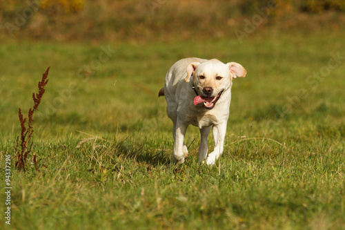 Labrador