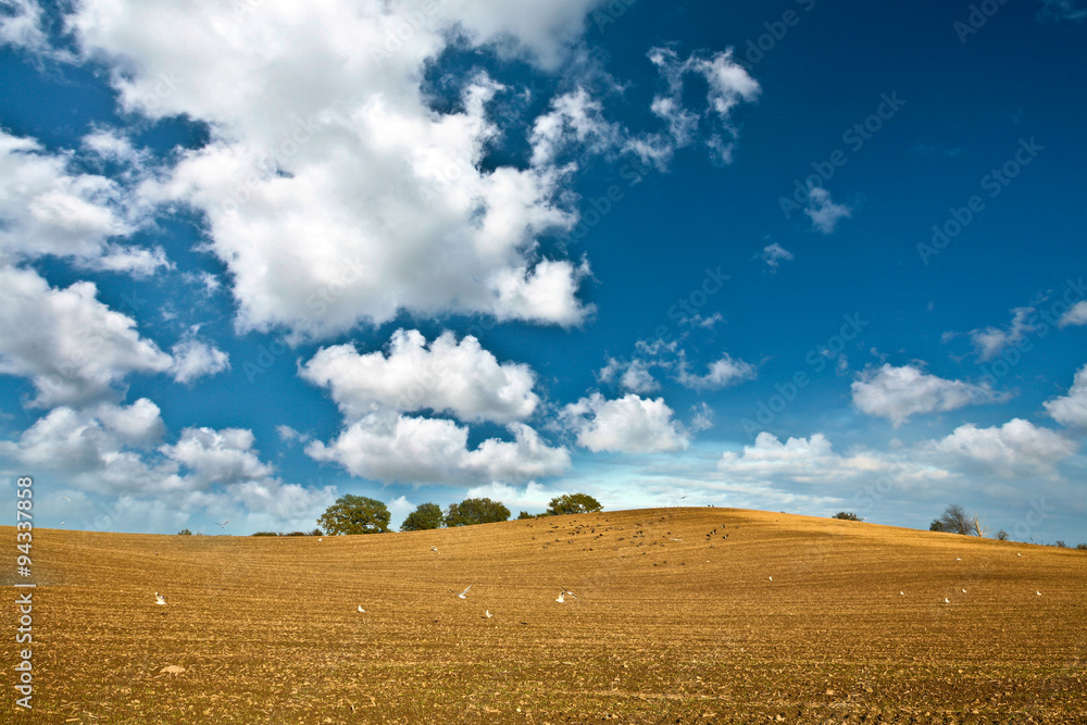 Field in Denmark in autumn with a blue sky