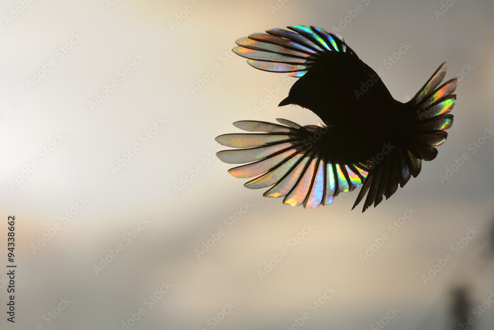 custom made wallpaper toronto digitalFirebird In Black and Colors