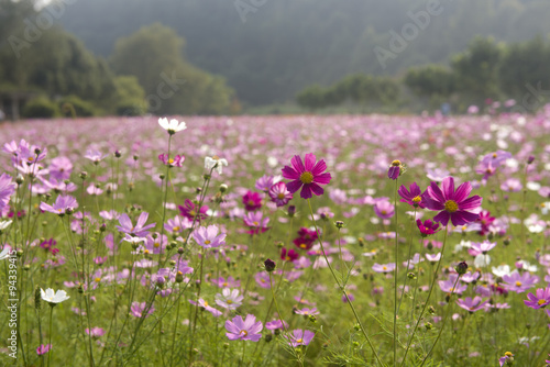 Gesang flowers