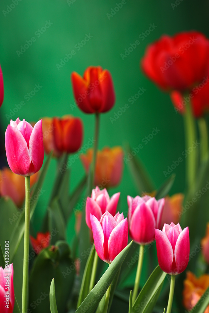 Obraz premium Red tulips in a garden