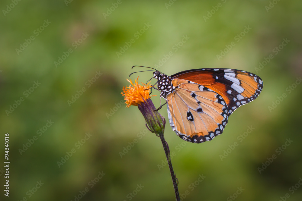 Flowers and butterflies