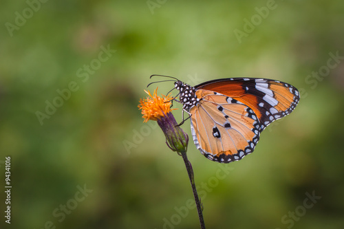 Flowers and butterflies © beerphotographer