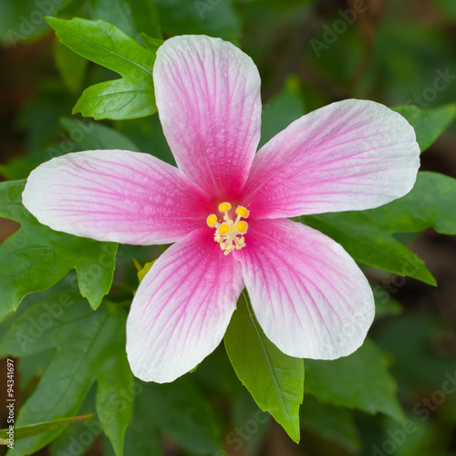 hibiscus