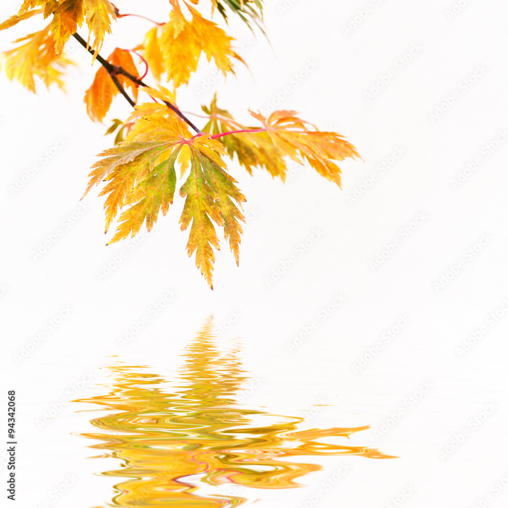 feuille d'érable sur l'eau en automne feuille d'érable sur l'eau en automne