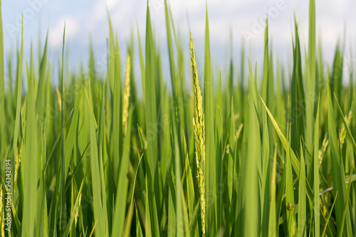 Rice plant