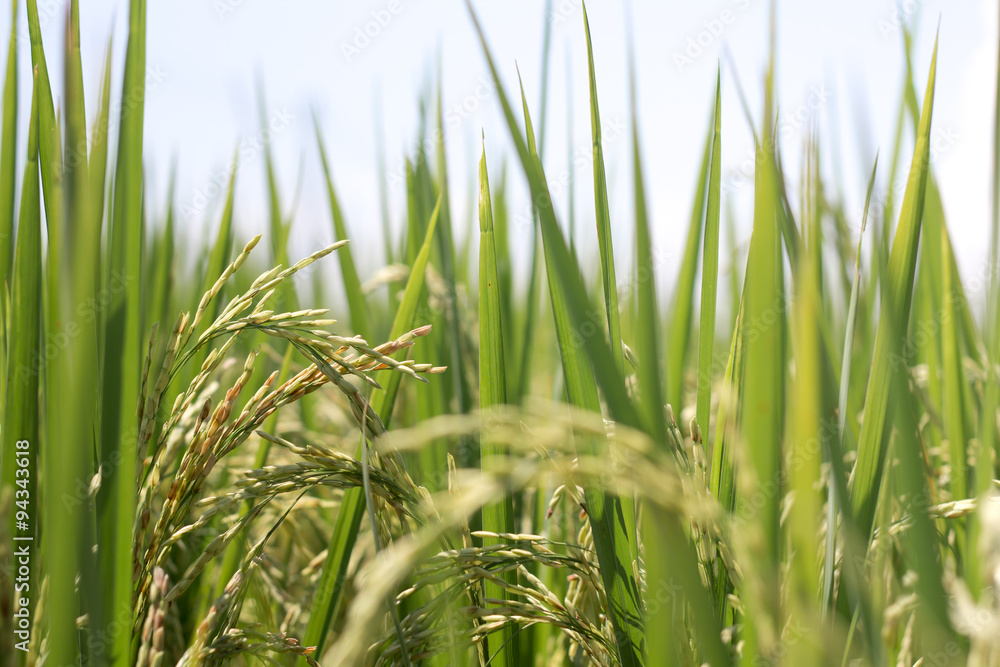 Fototapeta premium Rice plant