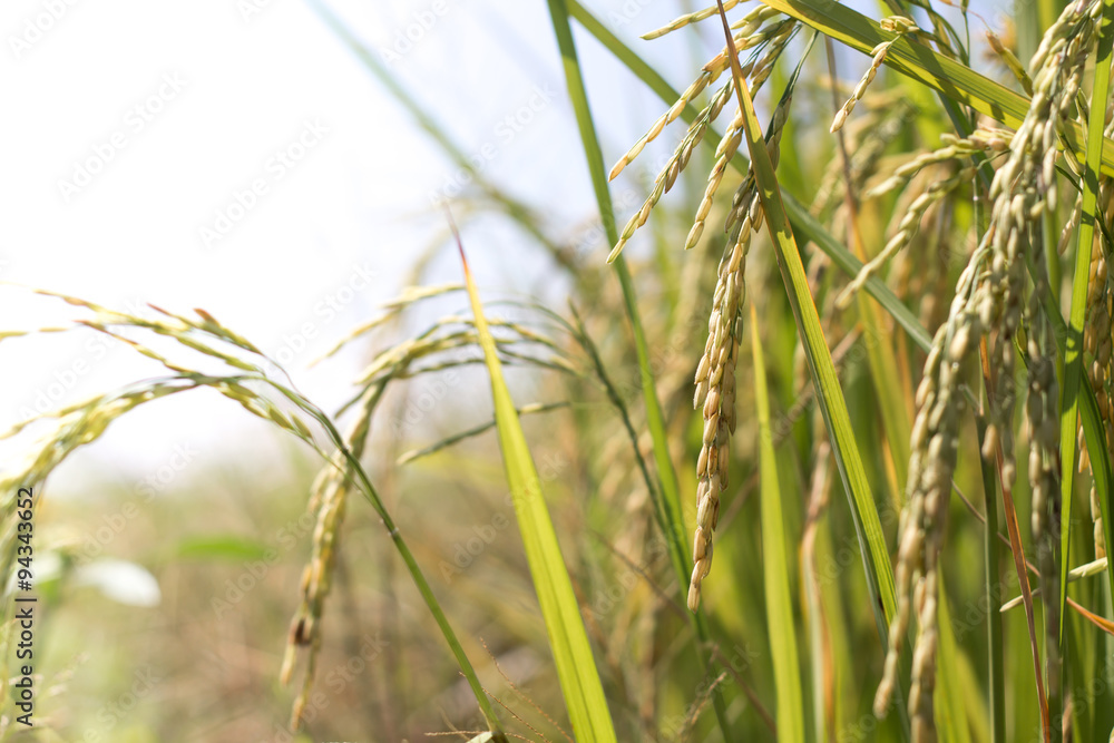 Naklejka premium Rice plant