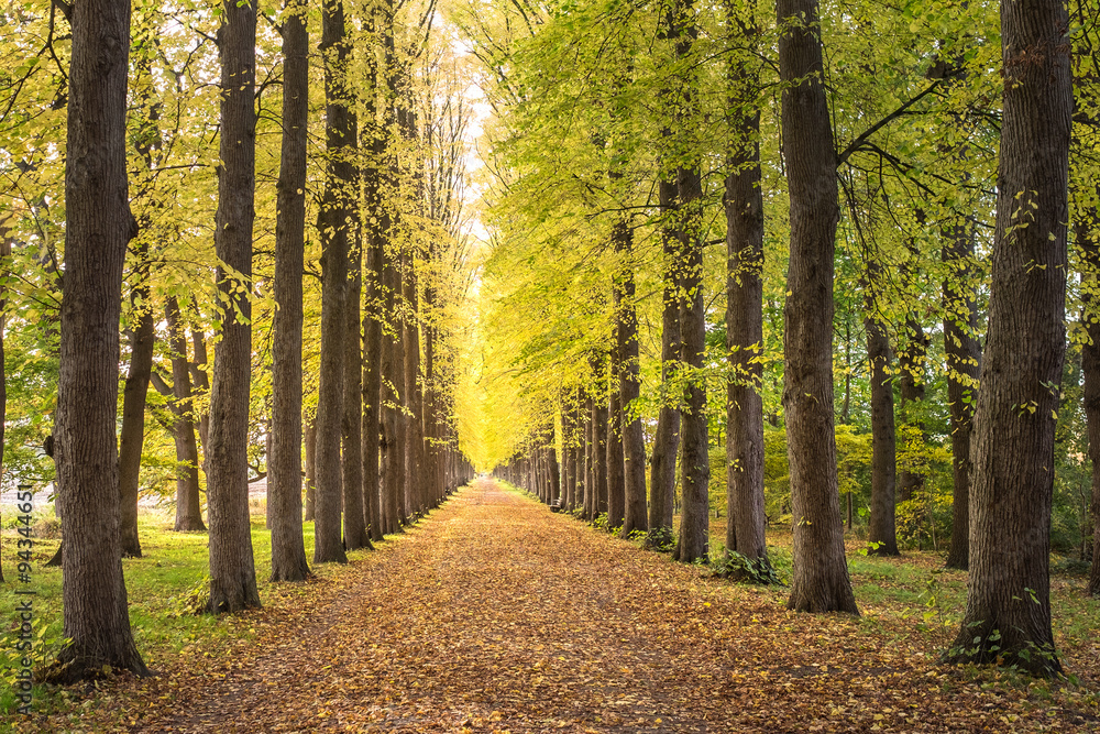 Fototapeta premium Allee im Herbst im leichten Sonnenschein