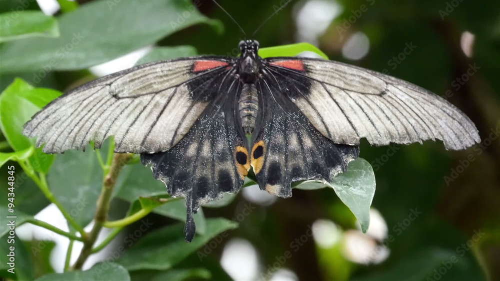 One black small butterfly on a green leaf. The butterfly has black shiny wings wide open One black small butterfly on a green leaf. The butterfly has black shiny wings wide open