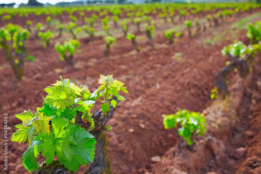 La Rioja vineyard in The Way of Saint James La Rioja vineyard in The Way of Saint James