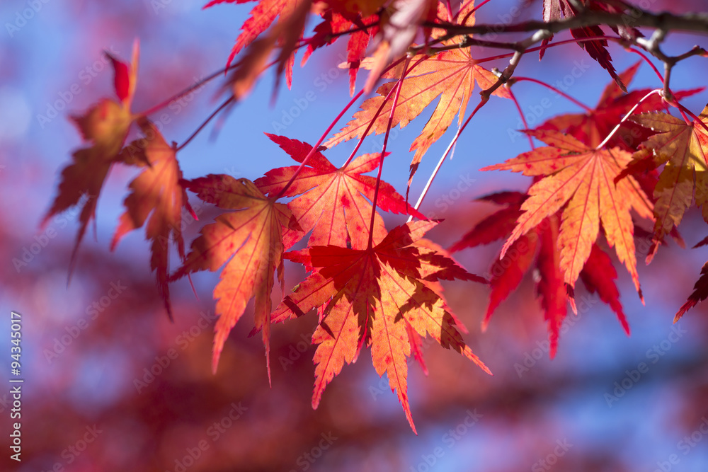 Ahorn (Acer), Ahornbaum im Herbst, herbstliches Laub in der Steiermark, Österreich Ahorn (Acer), Ahornbaum im Herbst, herbstliches Laub in der Steiermark, Österreich