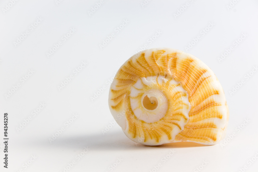 sea shell on a white background sea shell on a white background