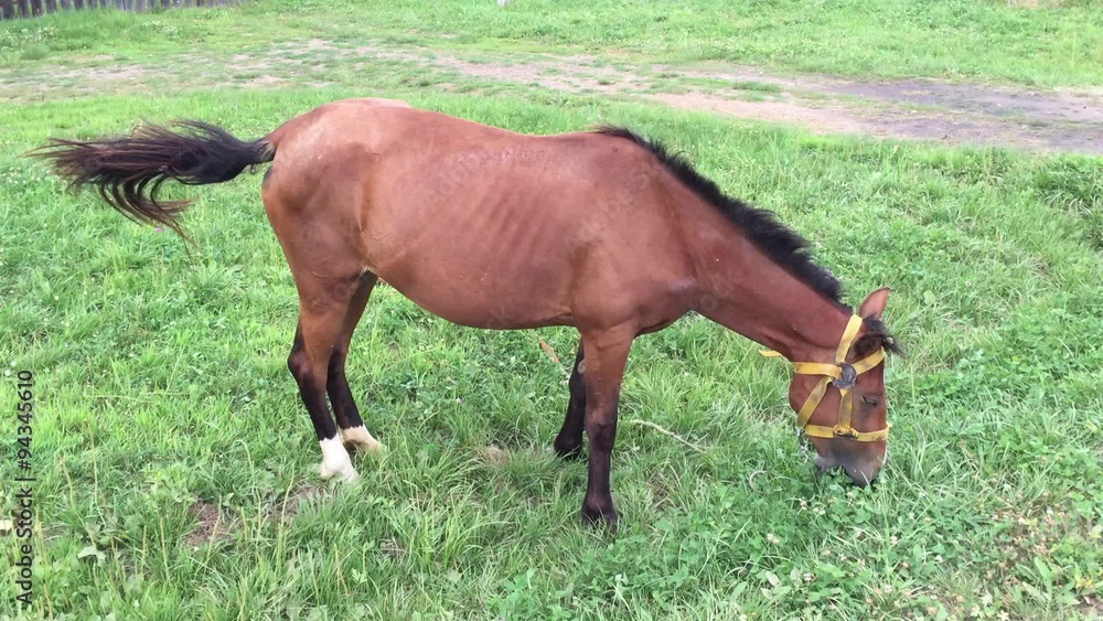 Red horse is grazing on a green meadow Red horse is grazing on a green meadow