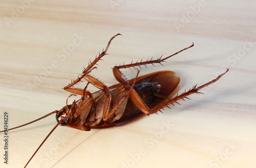 Dead cockroach on wood background © studio2013
