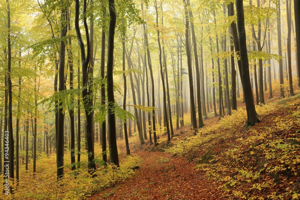 Obraz premium Autumn beech forest in foggy weather