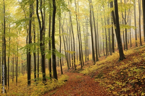 Autumn beech forest in foggy weather