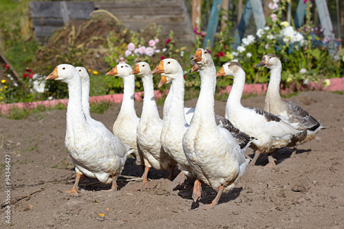 Pack of geese on farm