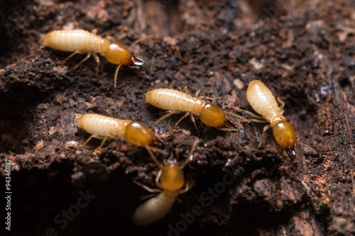 Close up termites or white ants