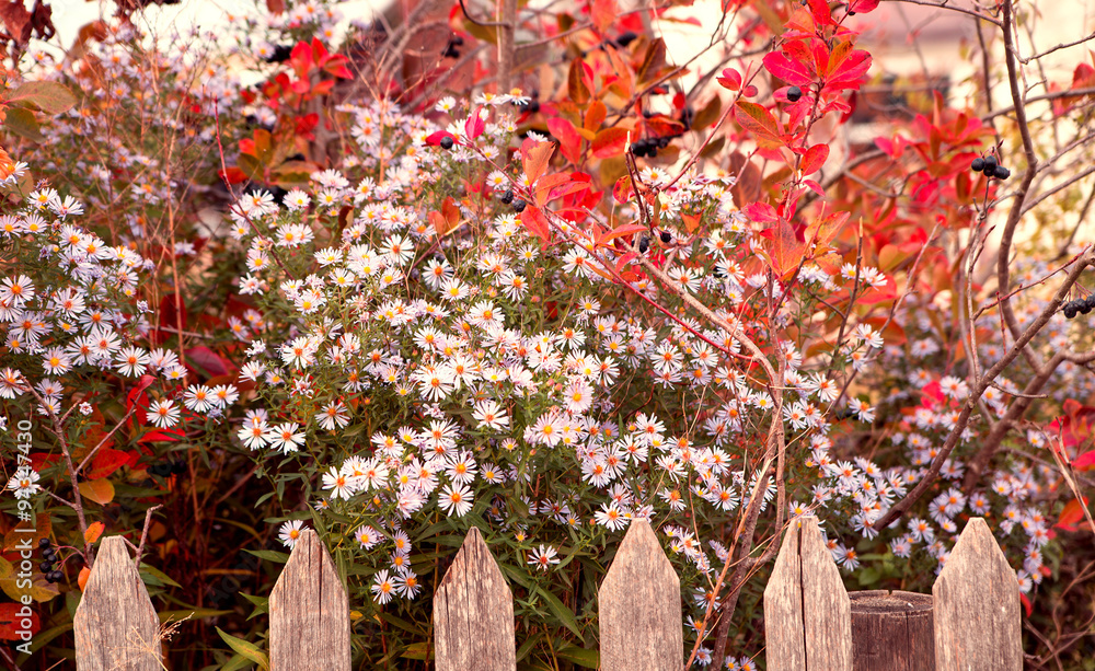 autumn flowers. Background