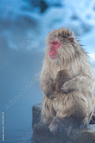 Snow monkey Macaque Onsen © vichie81