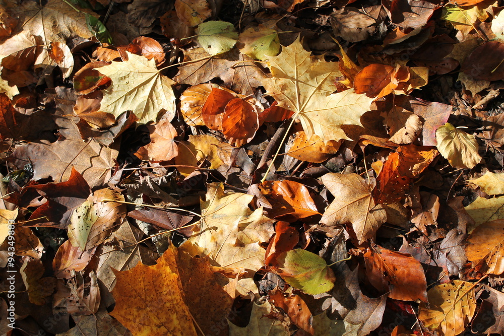 Sun lit Autumn Forest Ground