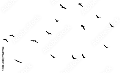 a flock of birds on a white background © schankz