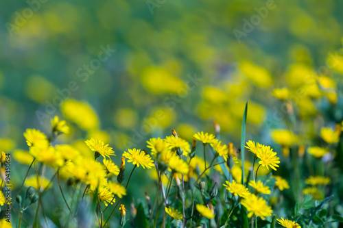 closeup yellow prairie flowers