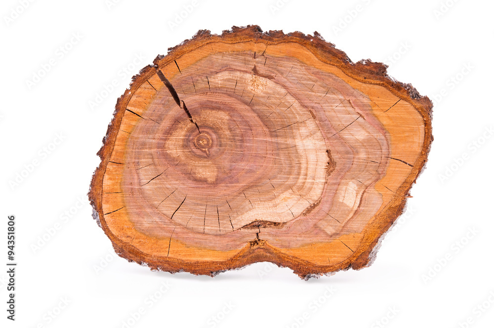 Top view of a tree plum stump sliced isolated on white background Top view of a tree plum stump sliced isolated on white background