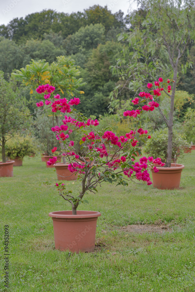Red Bougainvillea flower in pot outdoor Red Bougainvillea flower in pot outdoor
