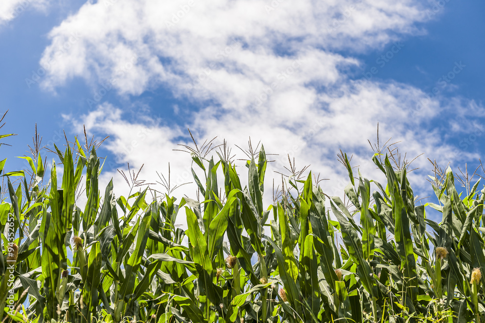 Corn field and sky with clouds Corn field and sky with clouds