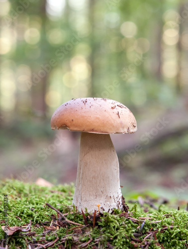 mushroom in forest