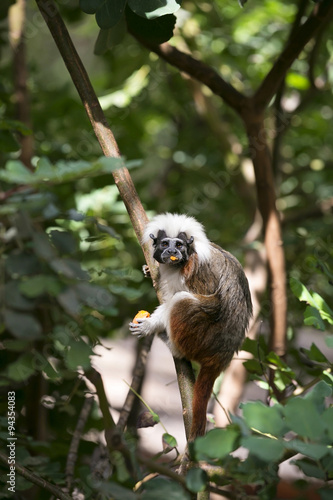 Cotton-top Tamarin Monkey