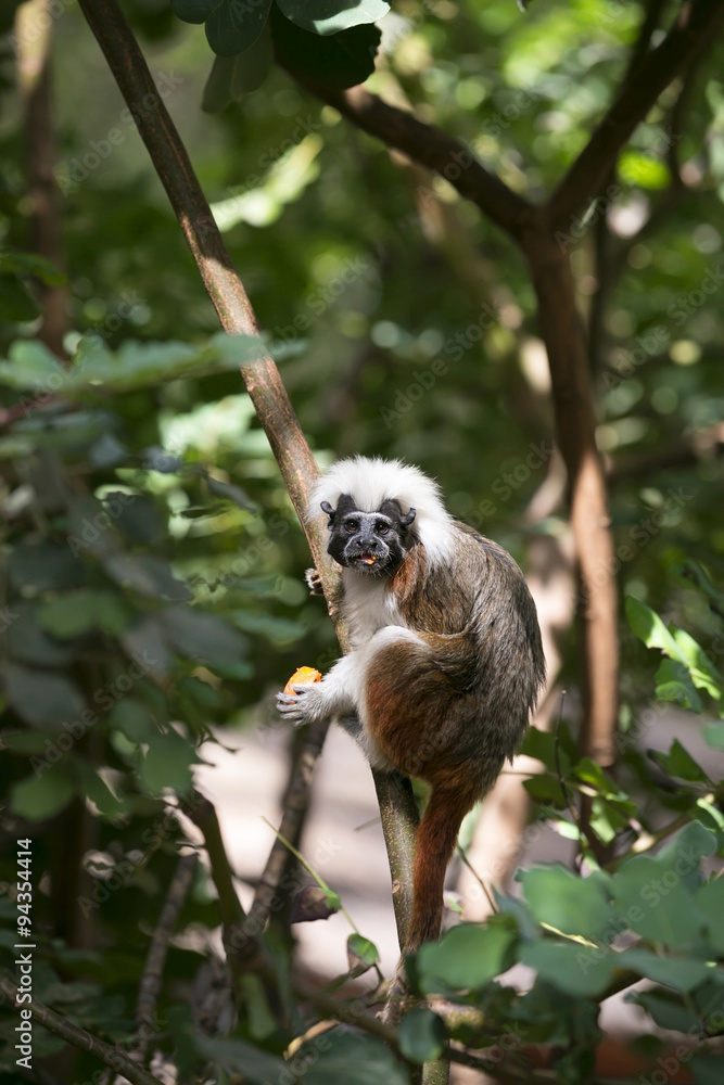 Naklejka premium Cotton-top Tamarin Monkey