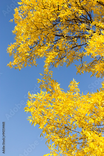 yellow leaves on the tree against the blue sky