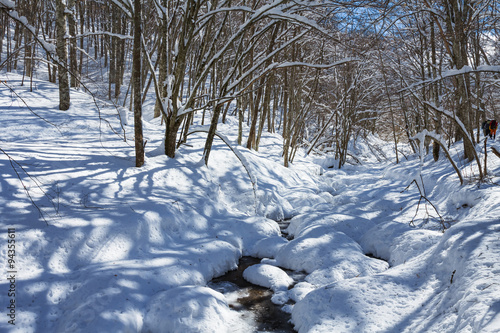bright winter forest landscape © Yuriy Kulik