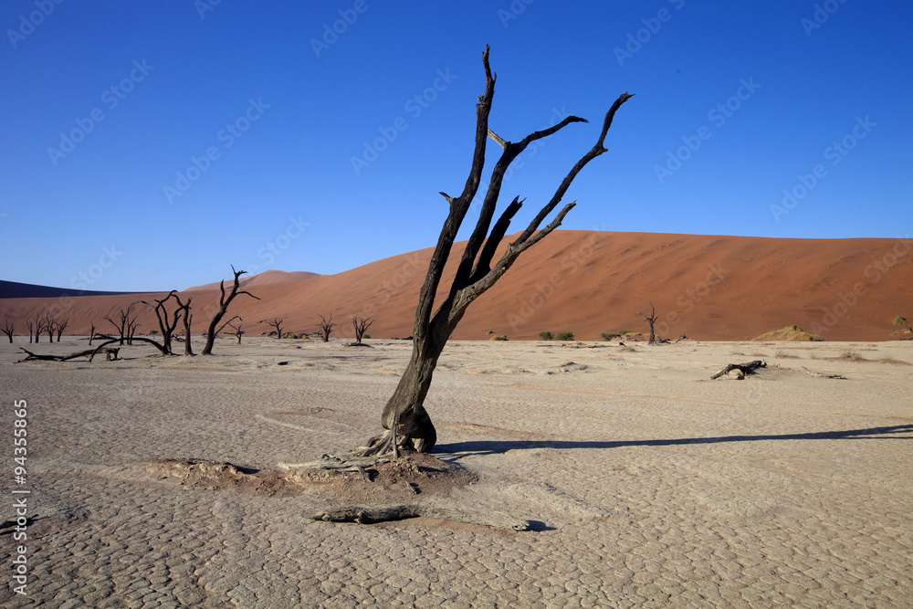 dead trees  in the dry lake Sossusvlei, Namibia