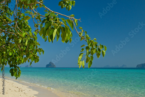 Tree growing at  the beach in thailand © jeancliclac