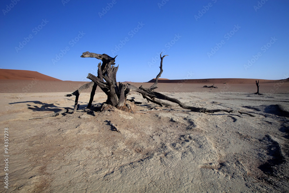 dead trees  in the dry lake Sossusvlei, Namibia