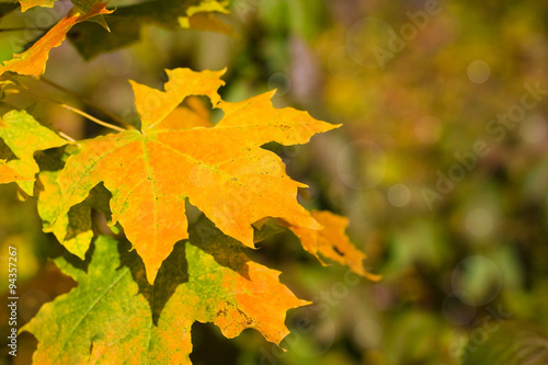 Autumn maple leaves