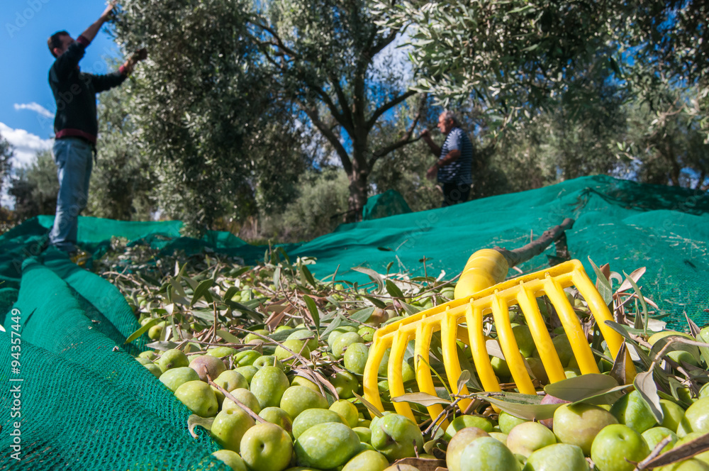Yellow olive rake and just picked olives on the net and pickers at work  Stock Photo | Adobe Stock