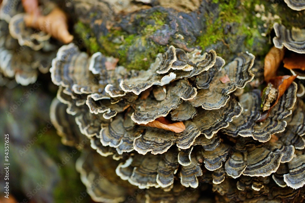 Fungus on tree bark
Fungus on tree bark